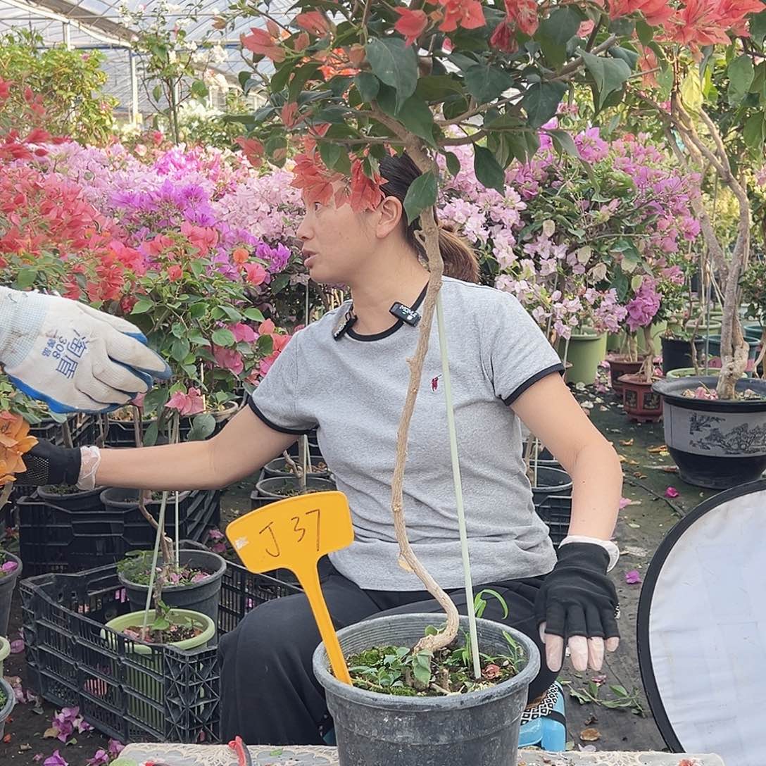 孙***耘大部分花苞少量开放Ｊ３7伊莎贝拉