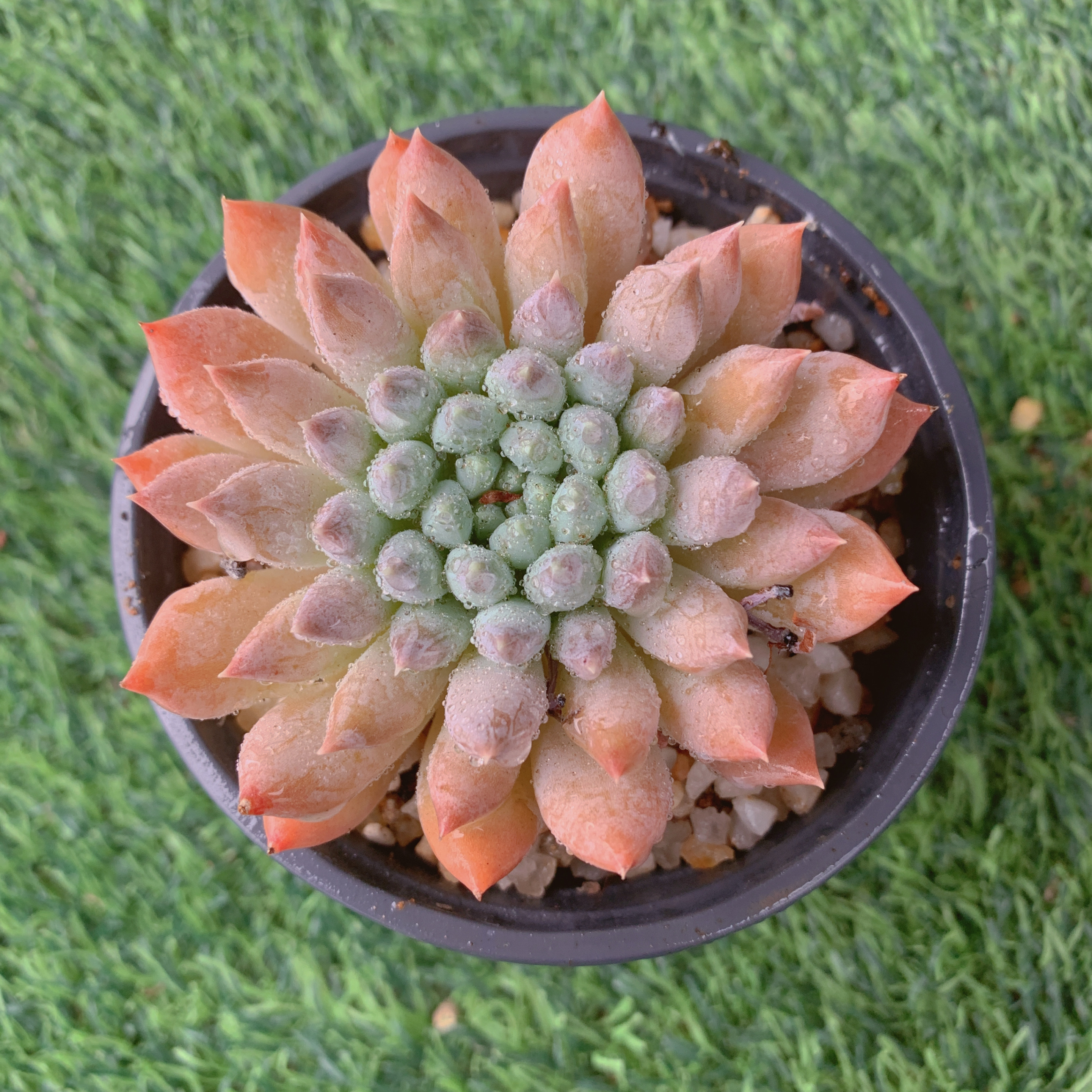 粉公主单头6-8CM【花界草堂】精品多肉阳台盆栽一单包邮多肉盆栽