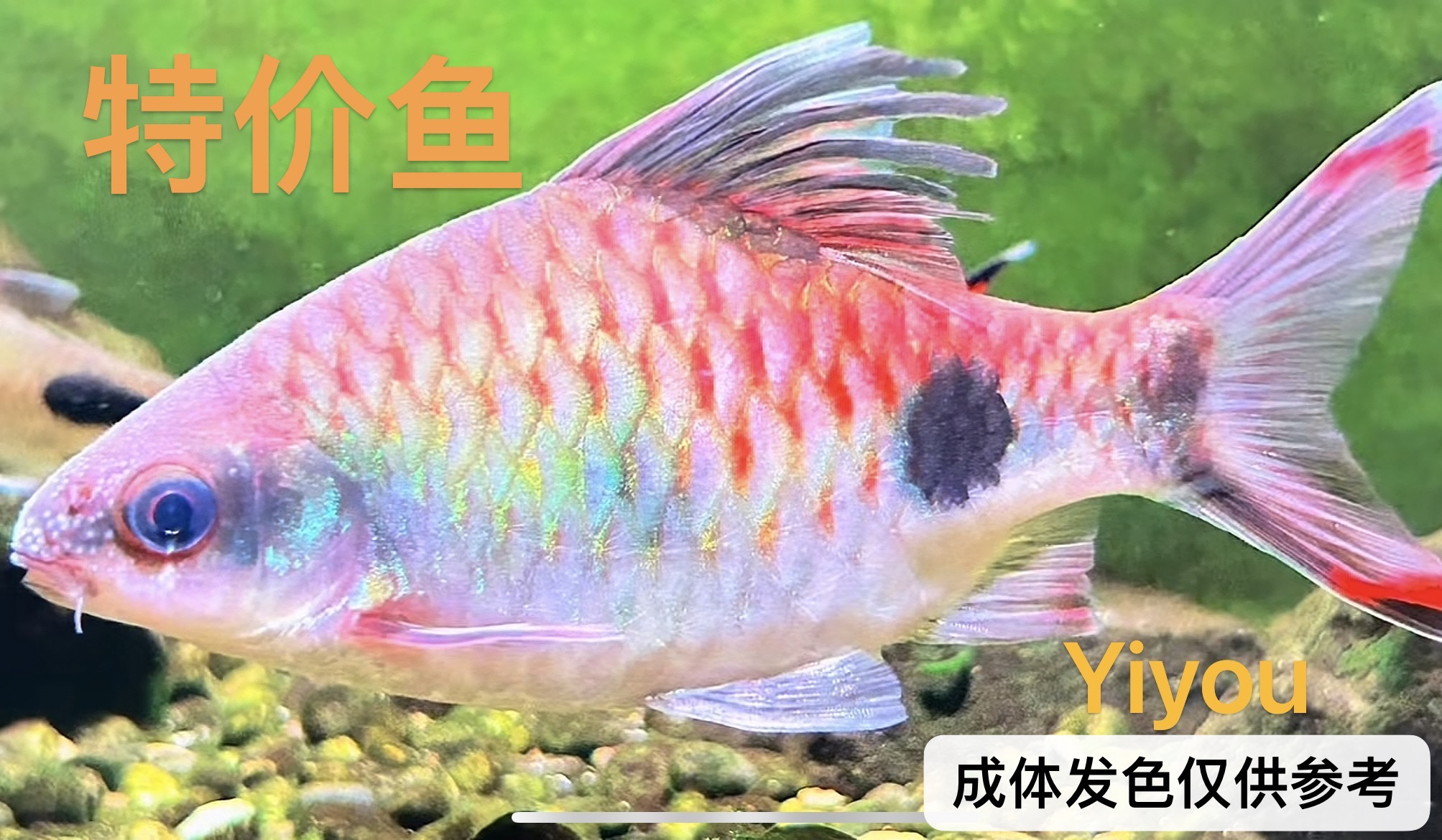 黄化一眉黄金一眉梦幻黑影道人钻石特价鱼瑕疵鱼活体鱼群游观赏鱼