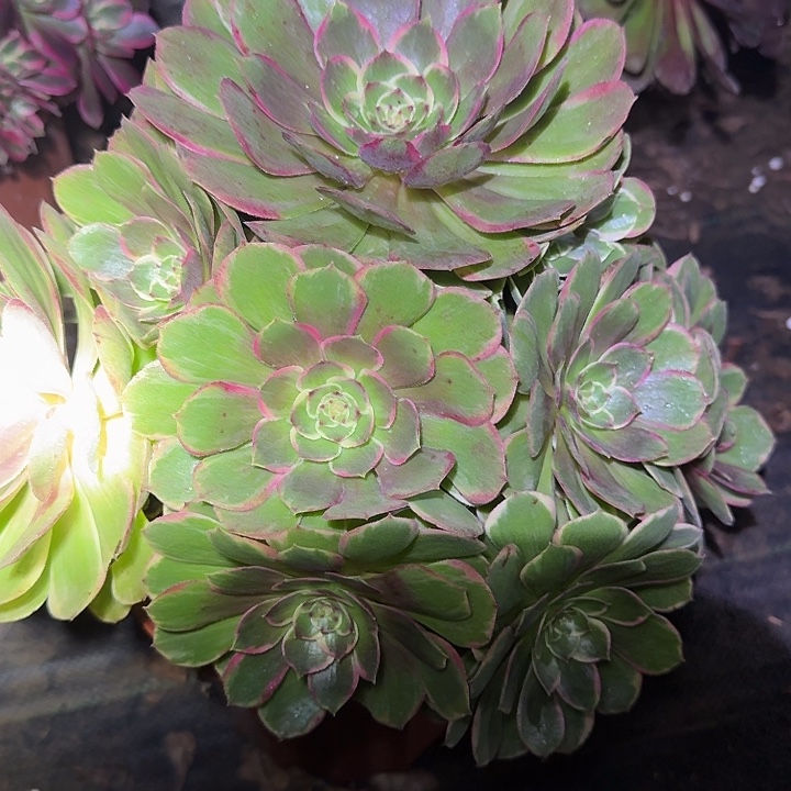 精品粉花妖老桩亏本福利