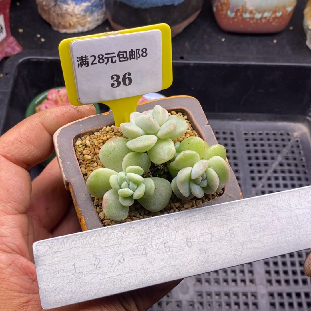 836冰玉石化三头趴地多肉