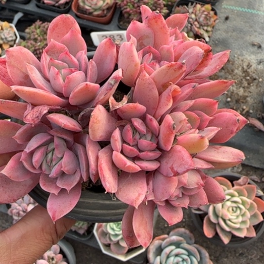 270绮罗锦多肉植物多