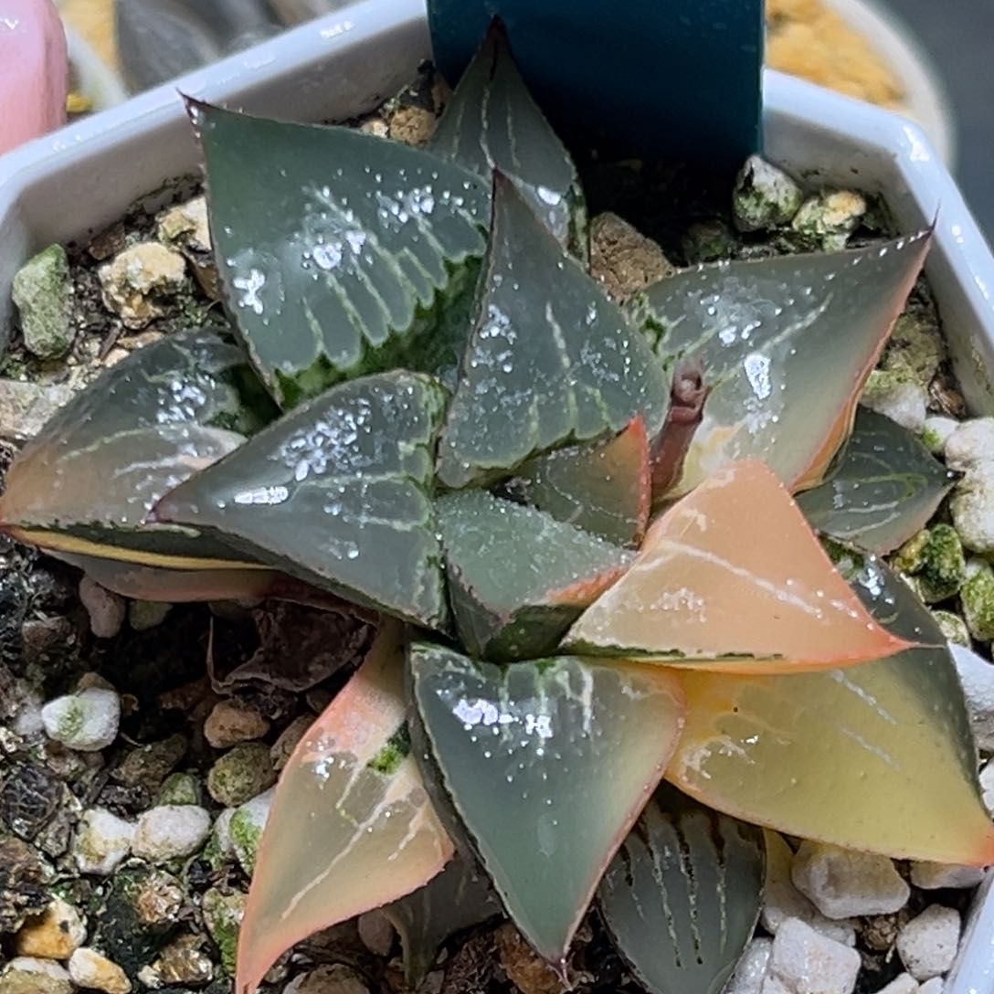 恭喜发财大吉大利0010