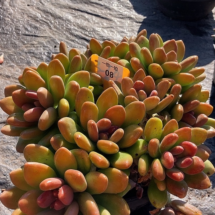 8 一物一拍不退不换