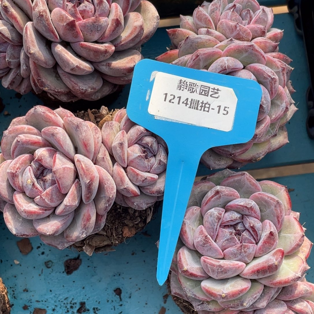 1214-15-糖心优选黑橙双头一颗