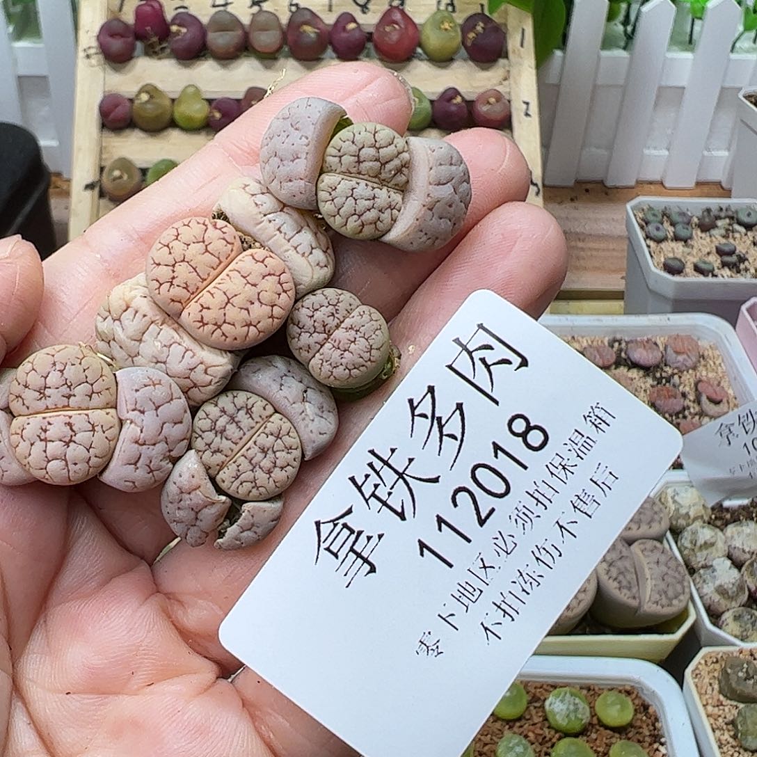 清***巷112018/拿铁多肉植物馆