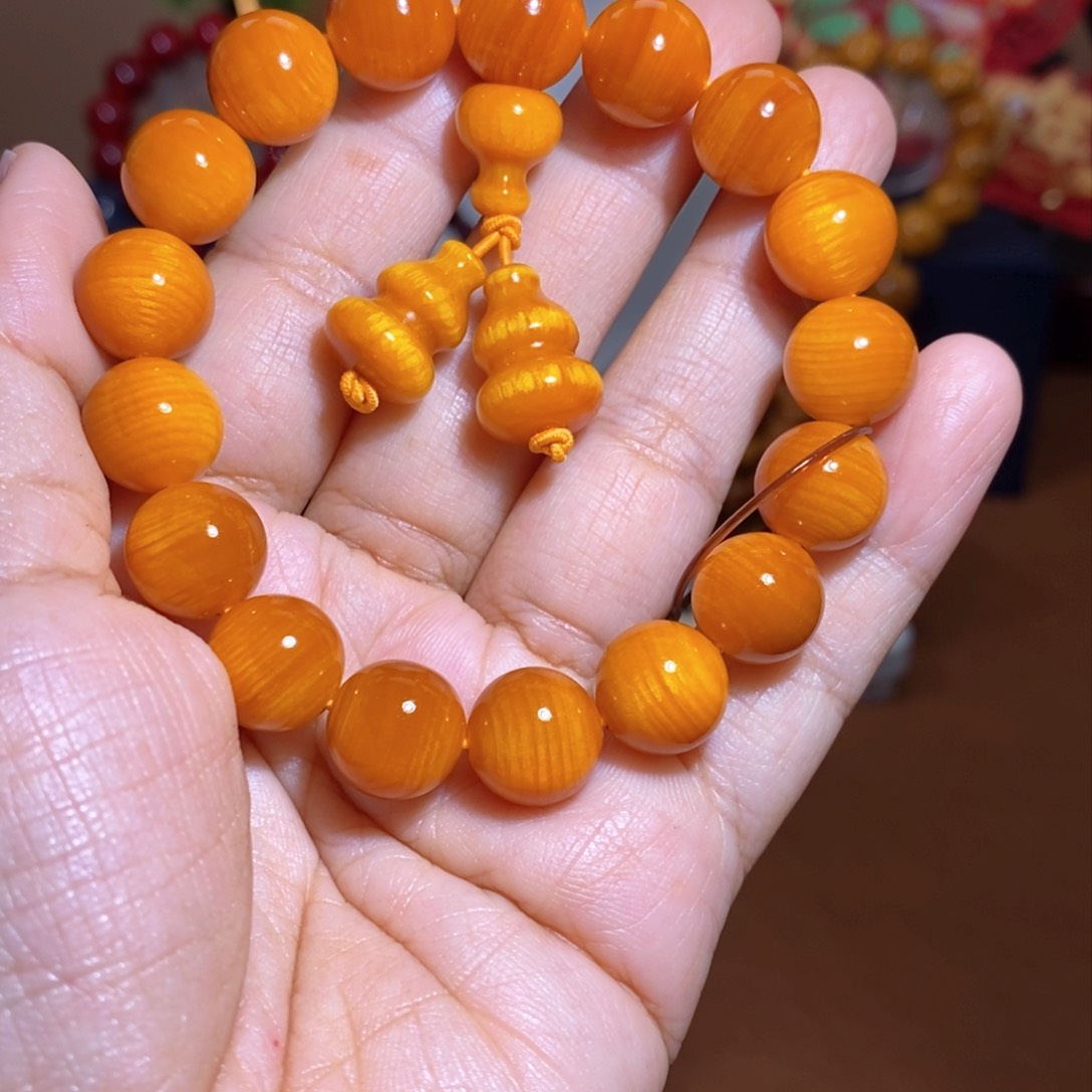 贝壳杉帝王血龙木1.2