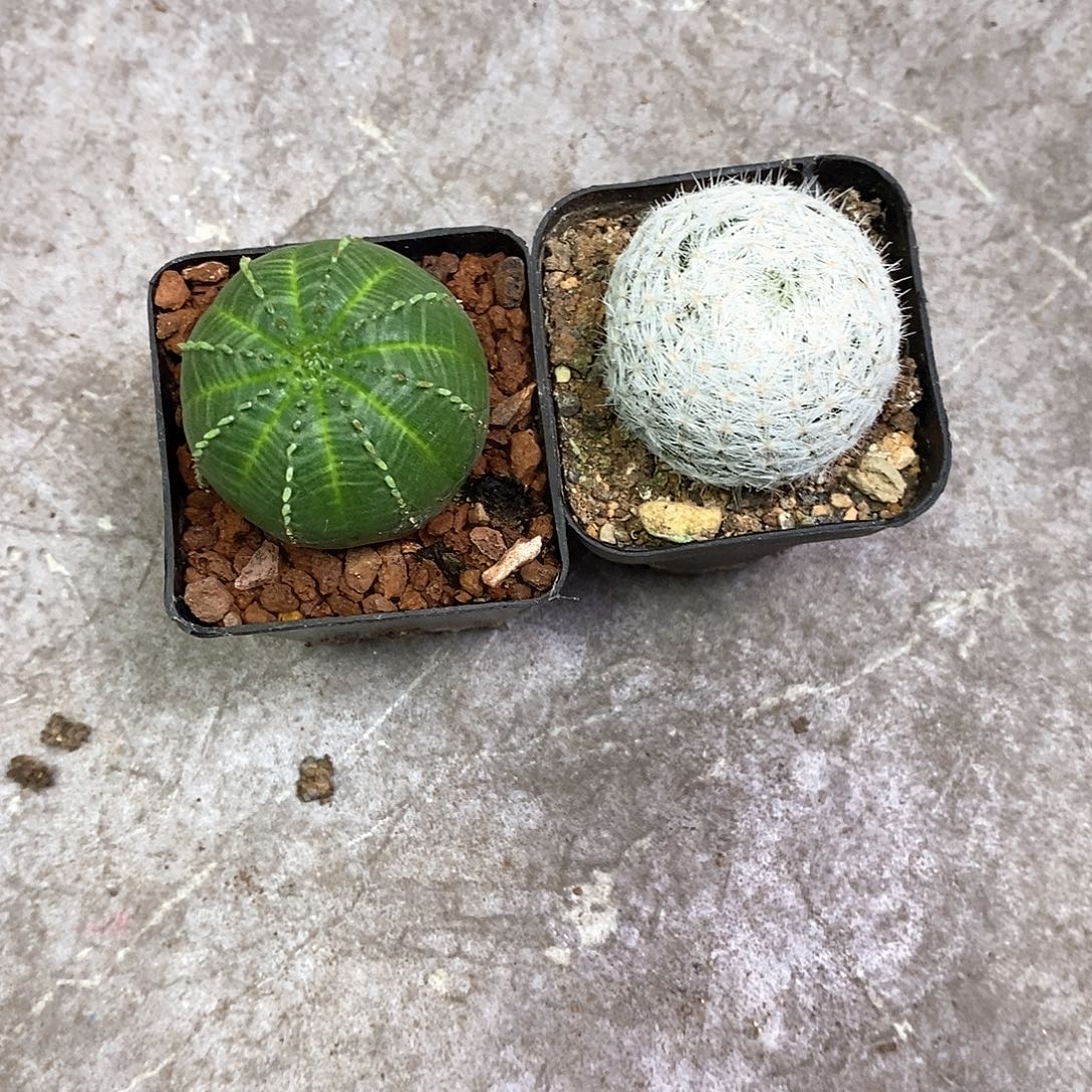 紫***心一物一拍一棵仙人球