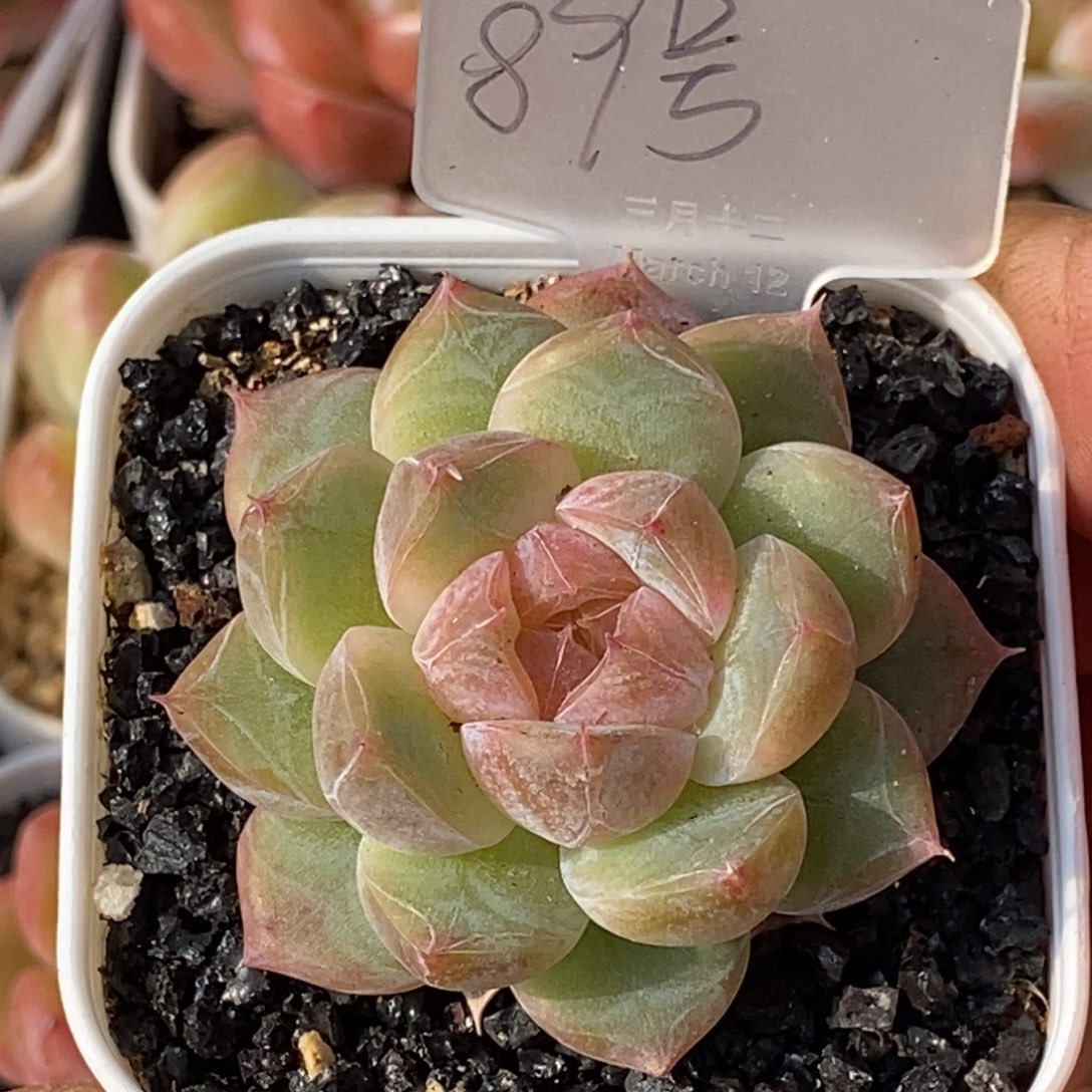 天官赐福百无禁忌