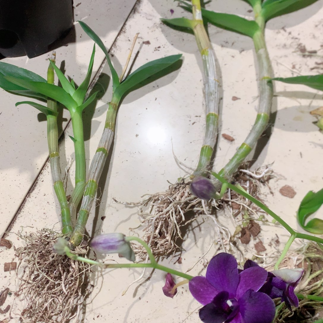 完全开放一代大紫眸大小2苗裸根发，花叶不包损