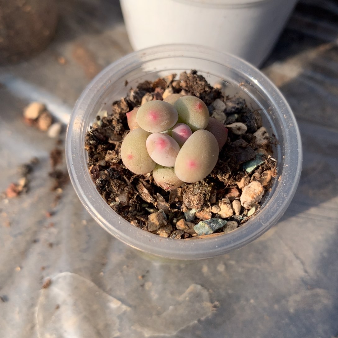 奶酪多1cm左右的？多肉