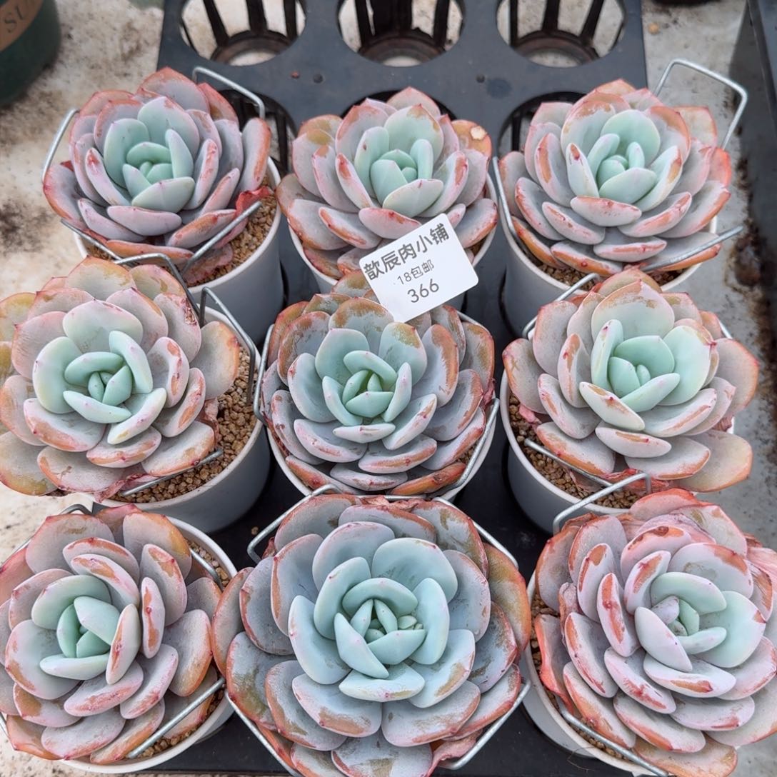 多肉植物奶茶单头366量拍一颗