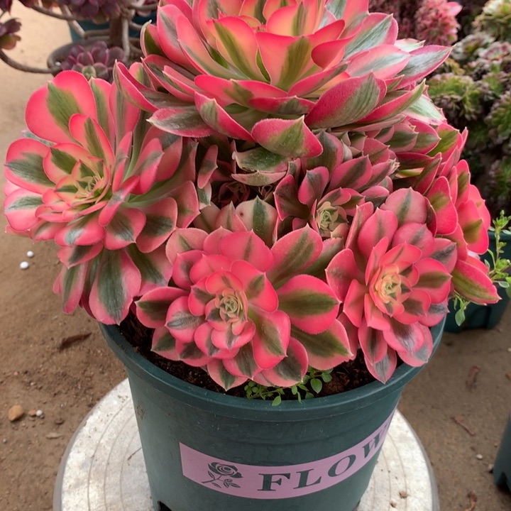 009粉女巫多肉植物