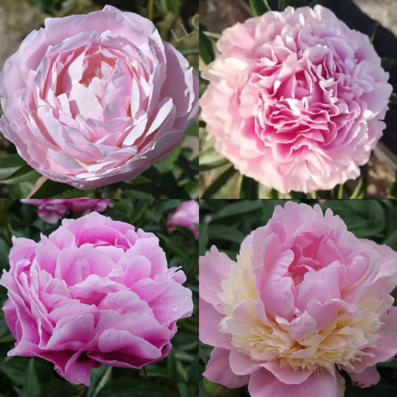 【进口芍药种苗-新品种2】高端 地栽种植 秋季裸根发苗 包对版