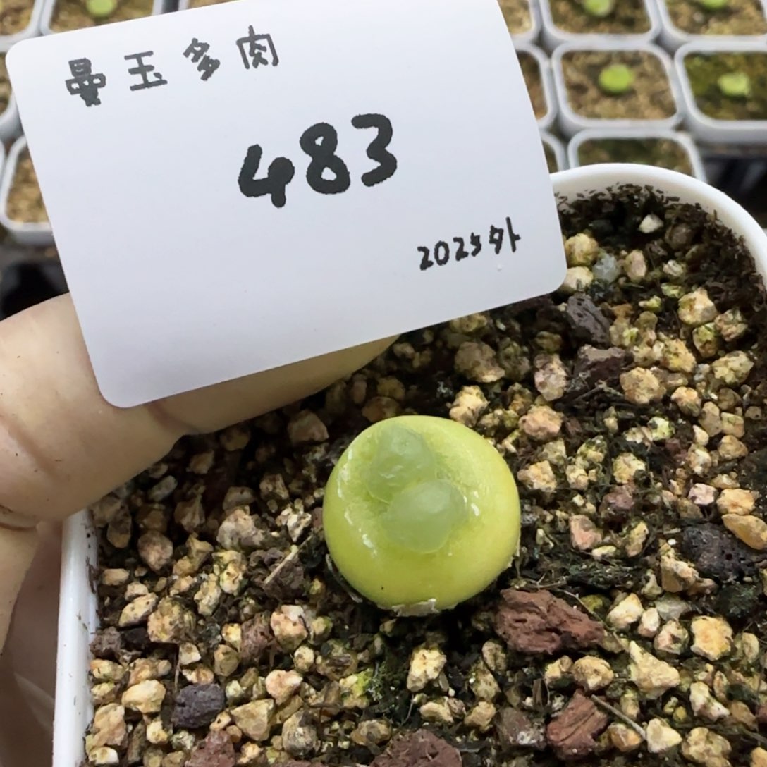 多肉多肉多肉2025-483