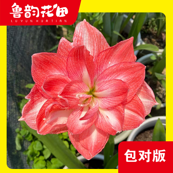 球迷香妃 重瓣朱顶红 包对版