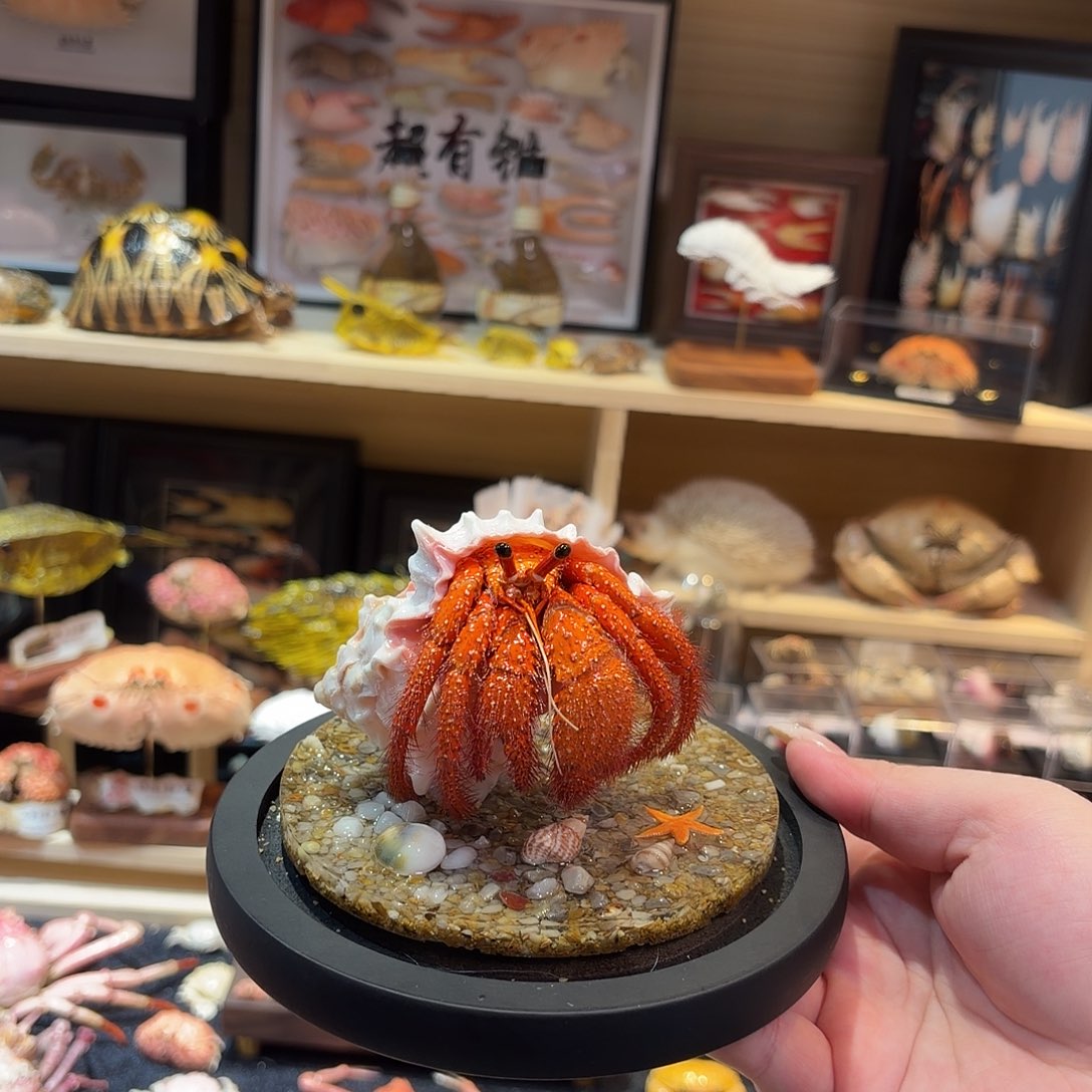 真实寄居蟹玻璃罩标本