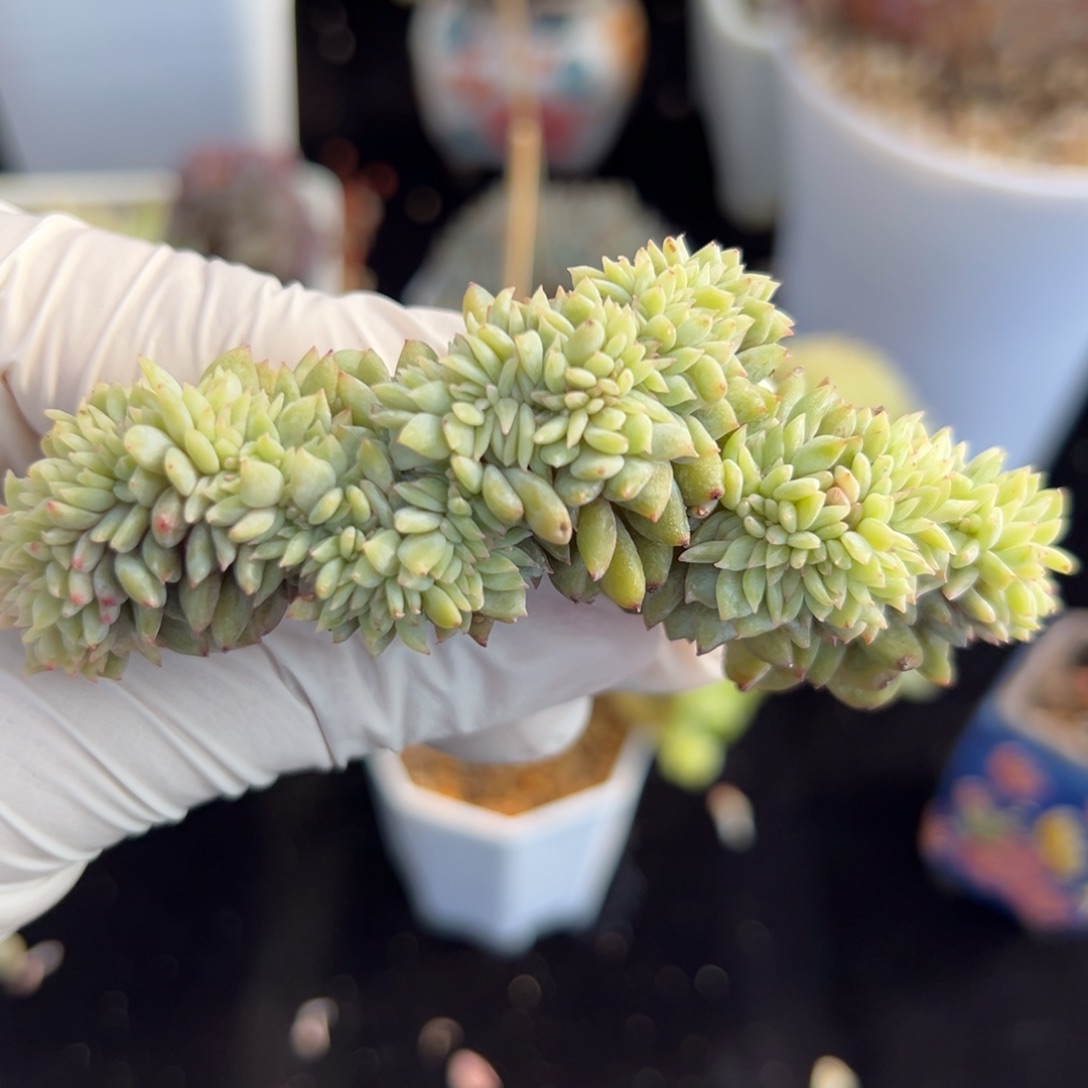 新年快乐 新年快乐