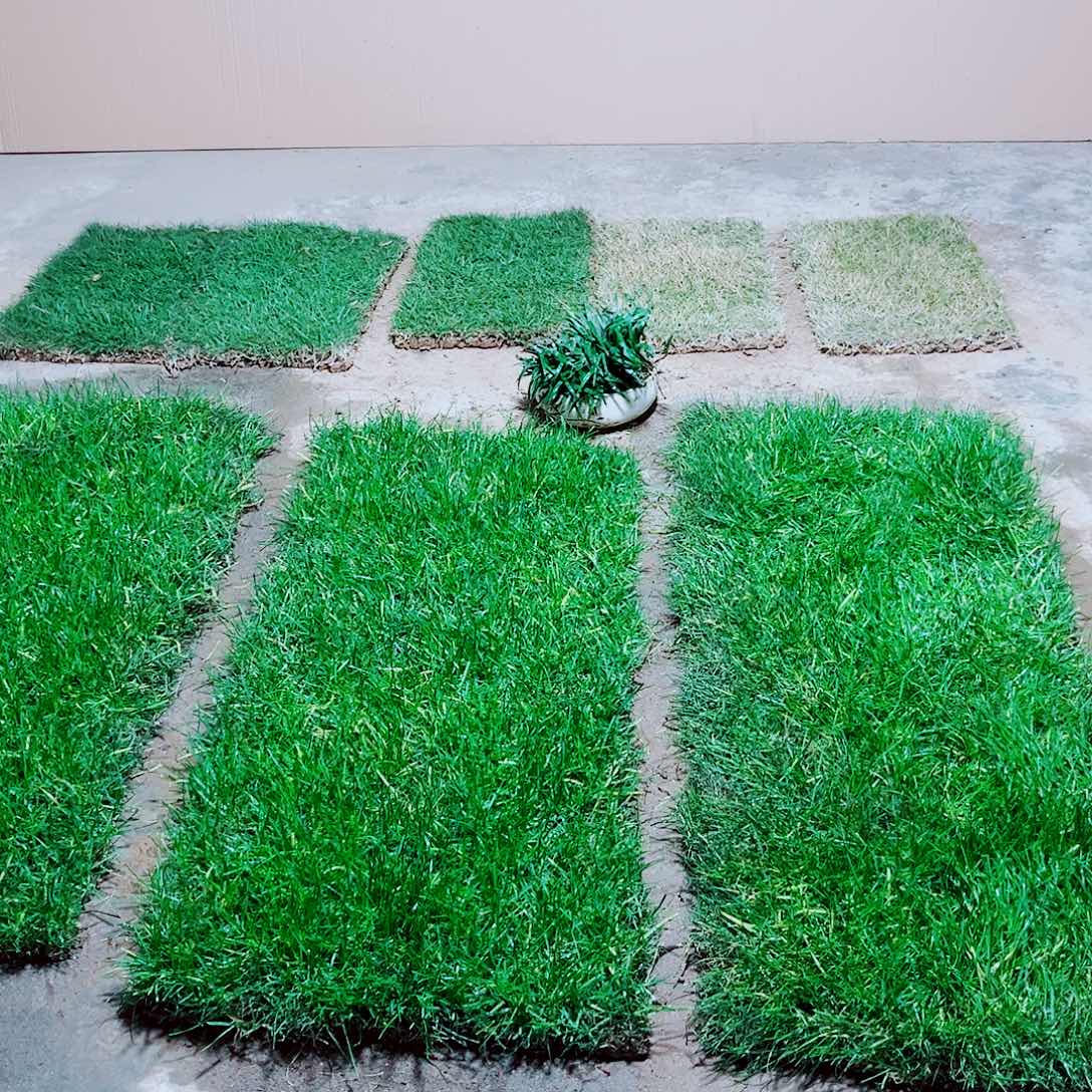 小***蜂无花朵四季青草坪包邮价格，。。。