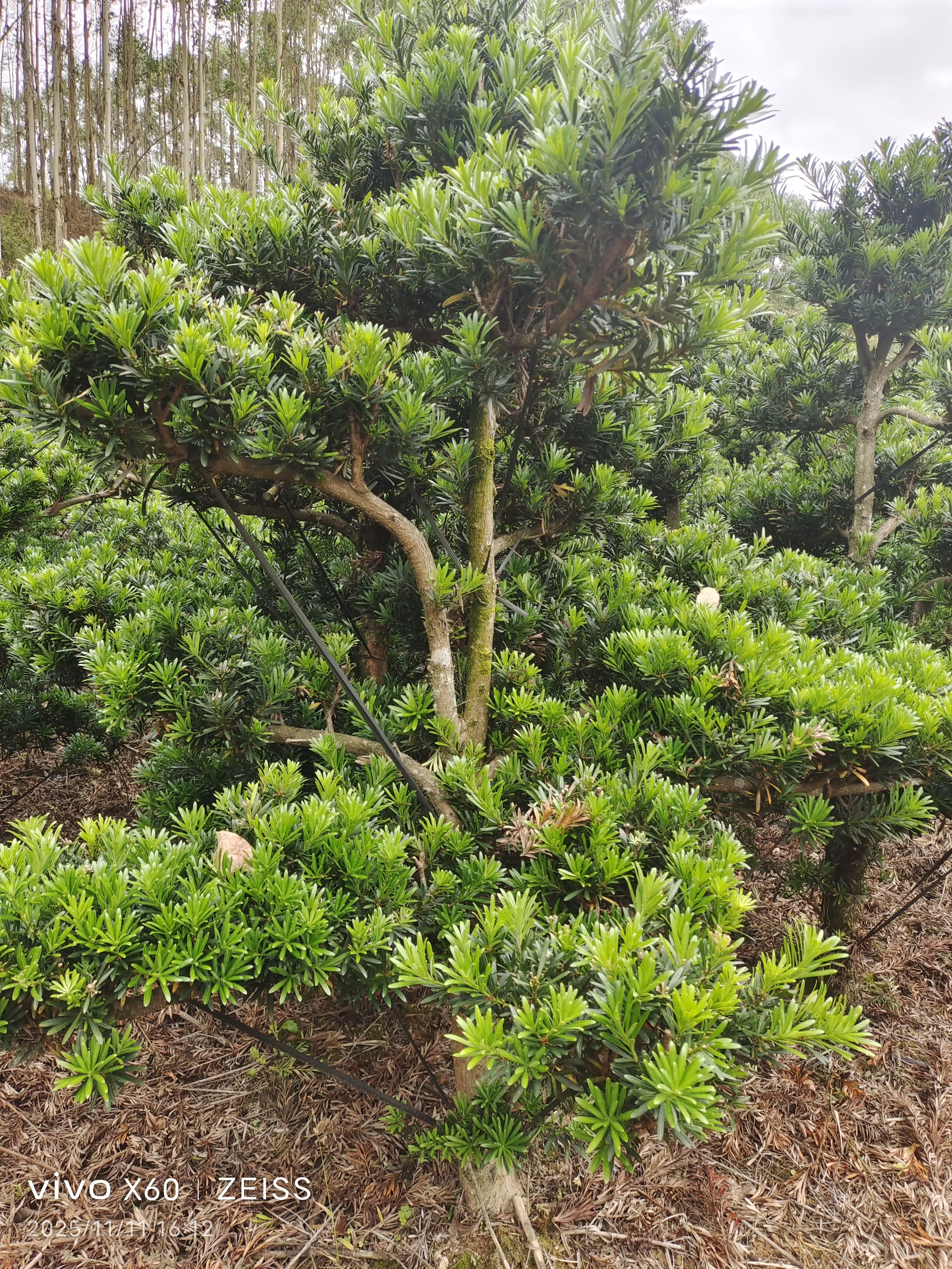 盆栽地栽绿植通用一物一拍