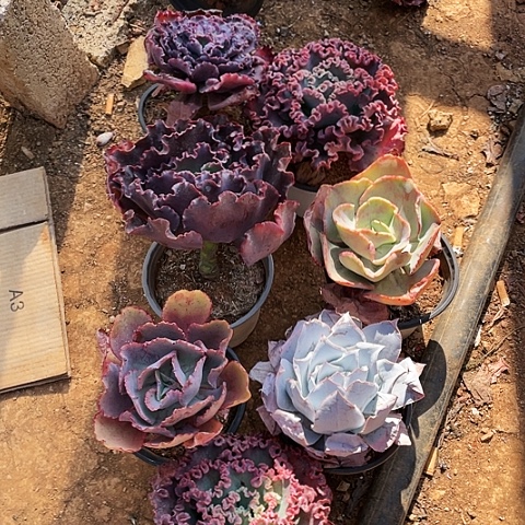 三**花29 包菜系列 7棵