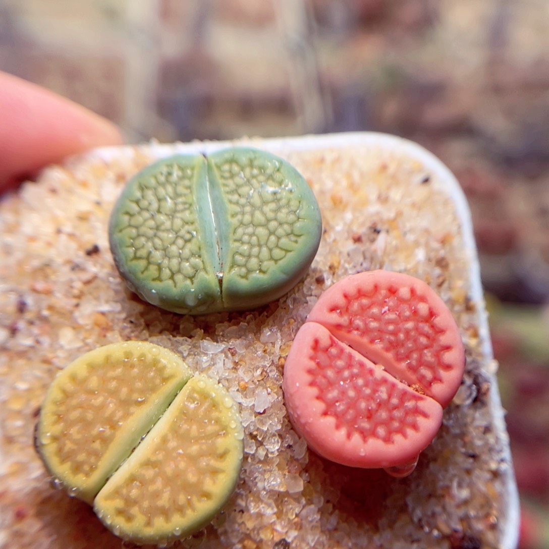 367号带盆啊包邮发货