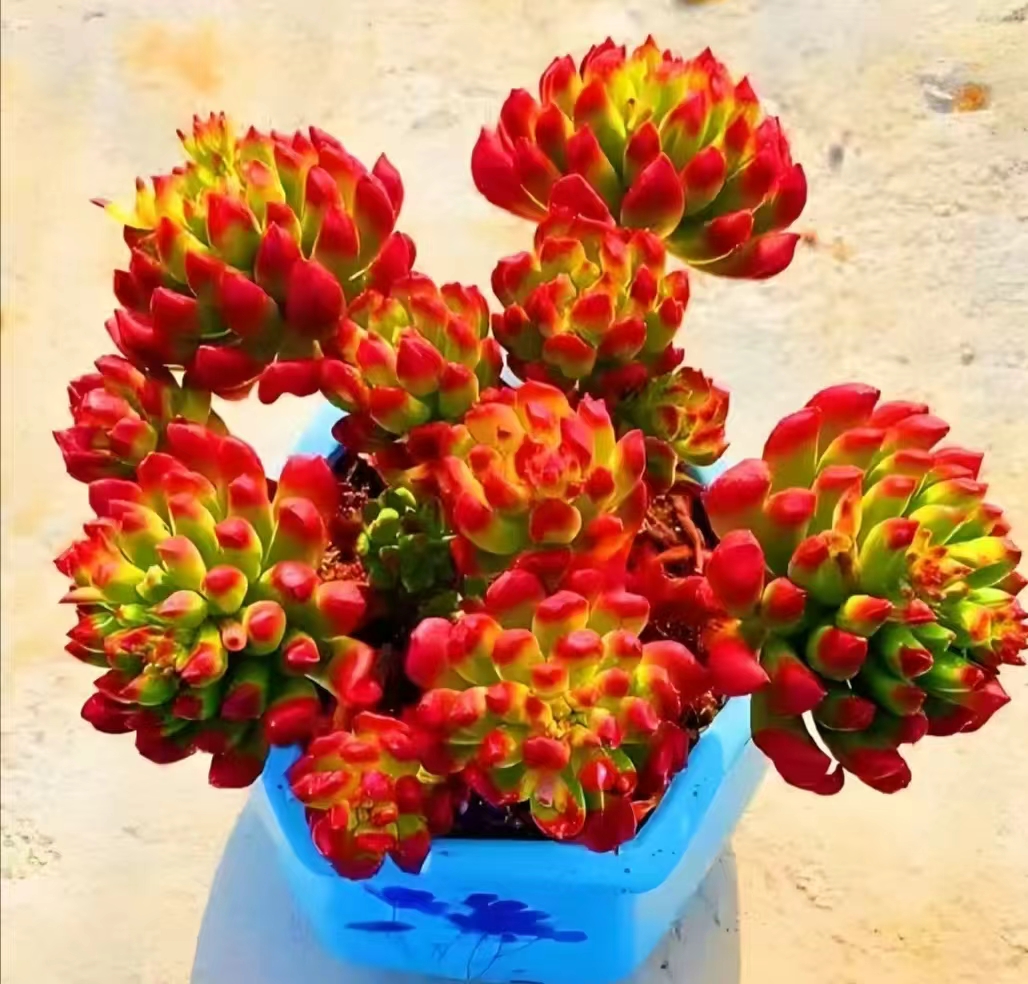 红灯笼  好看好养 精品多肉植物云南发货 瑕疵不售后