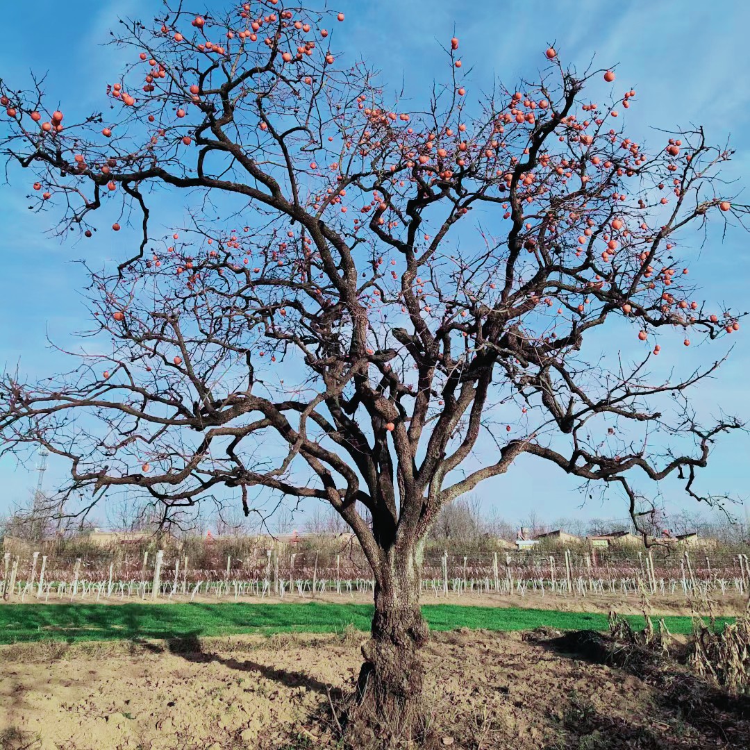 庭院果树专拍柿子树火晶柿子树脆甜柿子树直播（一物一拍）