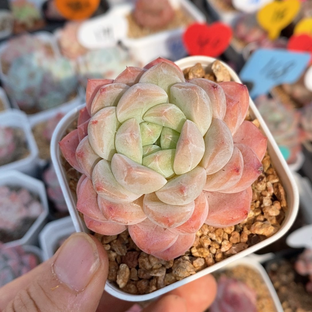 精品多肉一物一拍不包整157