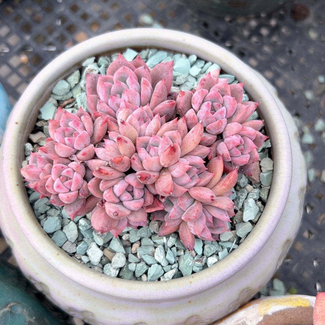 霜花（满38包邮）多肉