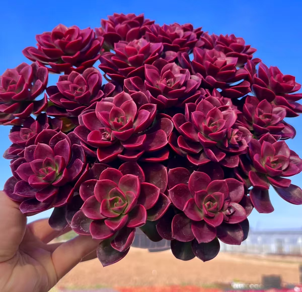 Y大红酒巧克力玫瑰 【元旦迎新年宵纳福】多肉植物 带盆带土发货 