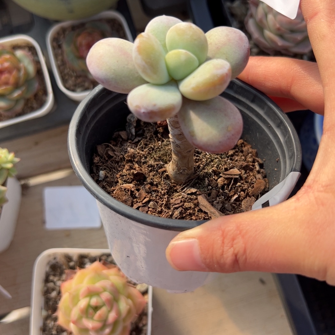 周***周611 满38包邮一物一拍