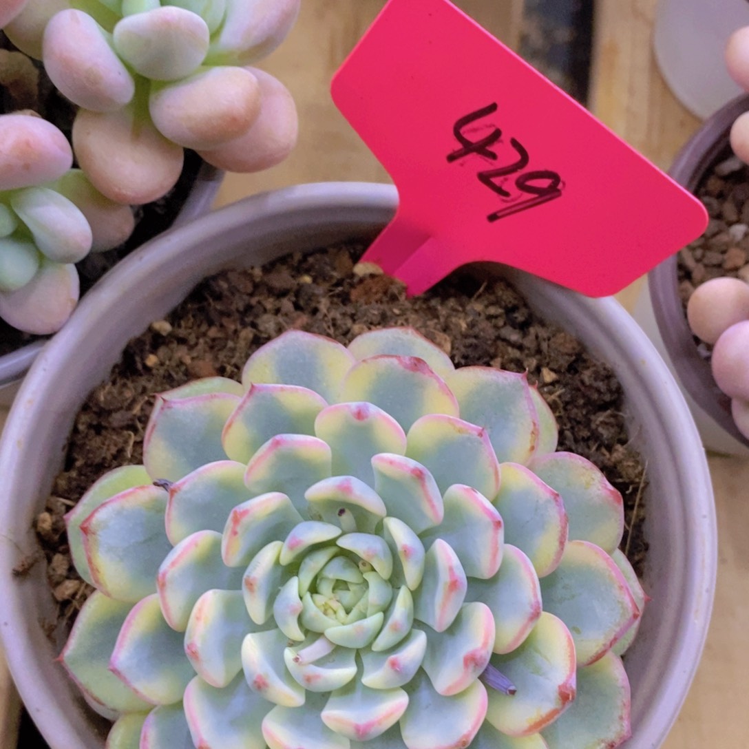 多肉植物，一物一拍，3单包邮，