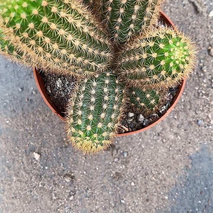 多头紫珍珠3578888