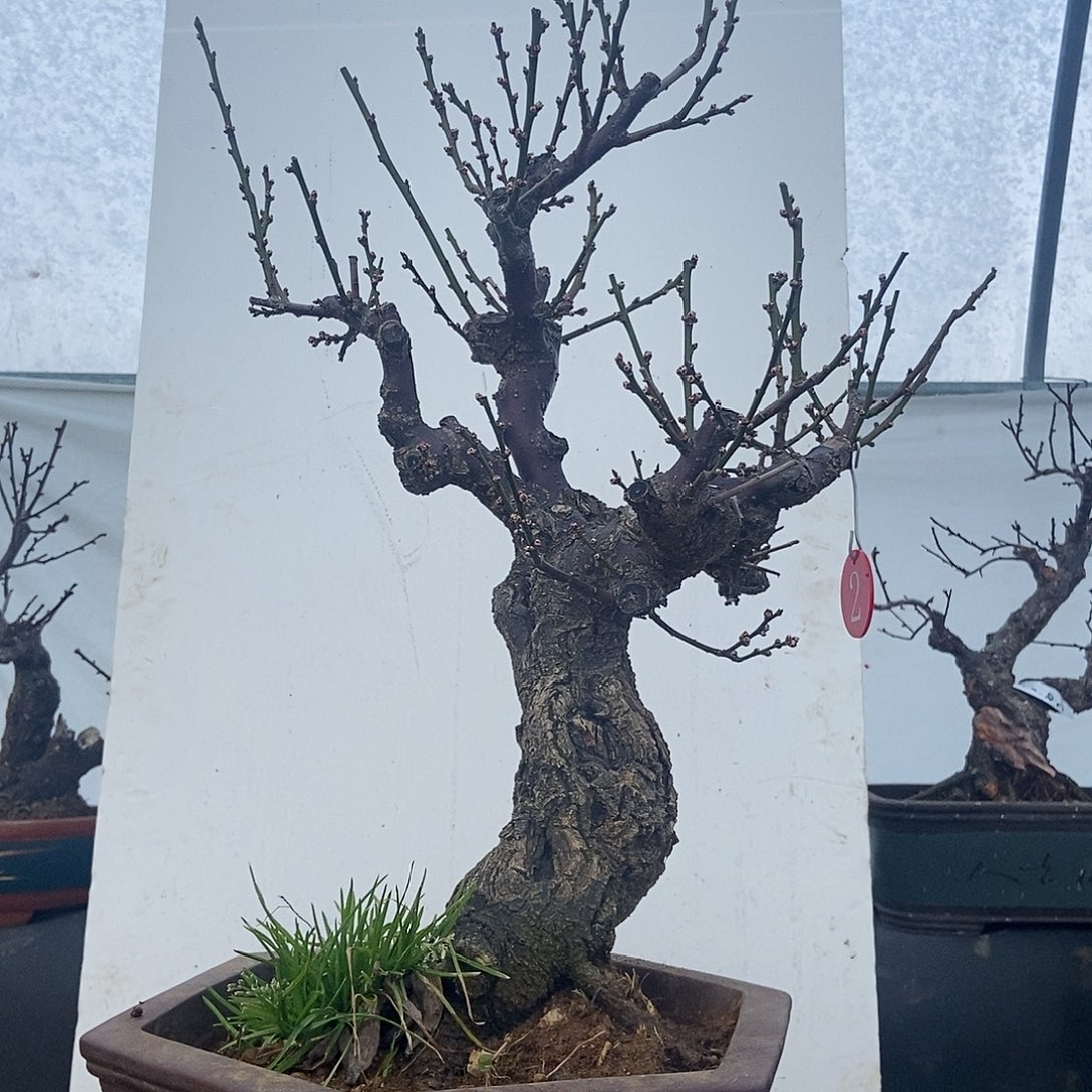 全部花苞20年野嫁接宫粉