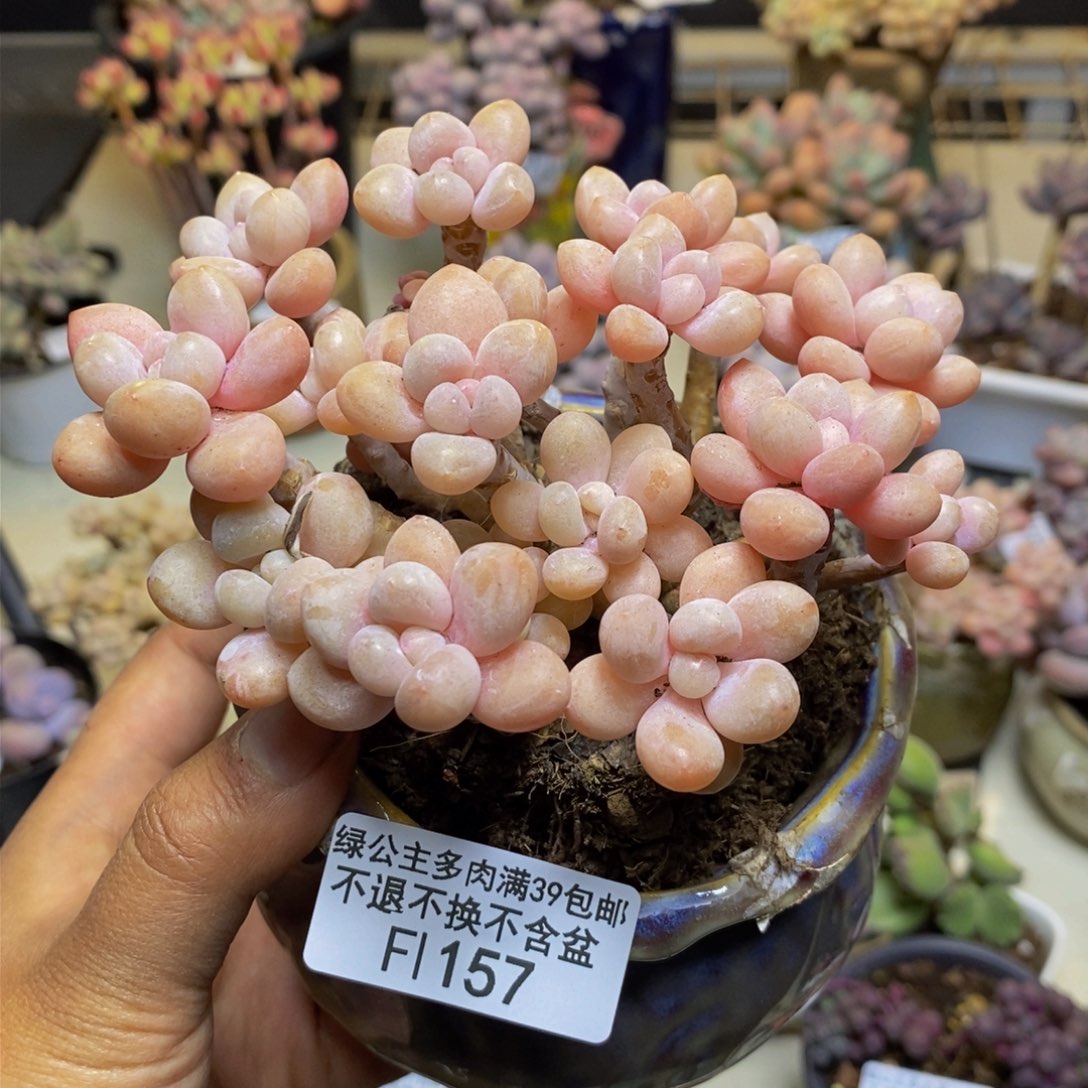 157鱼子酱多肉9c m