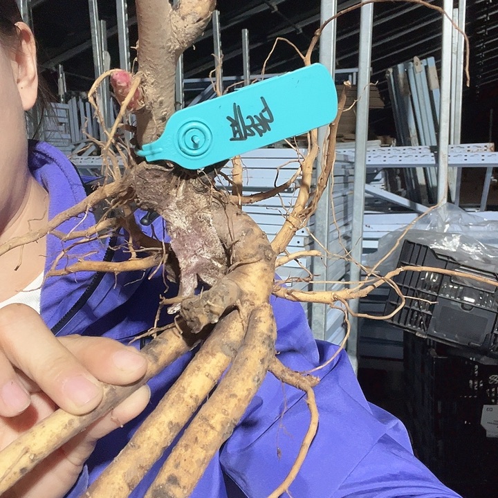 当前无花栽培后可以开花耶多