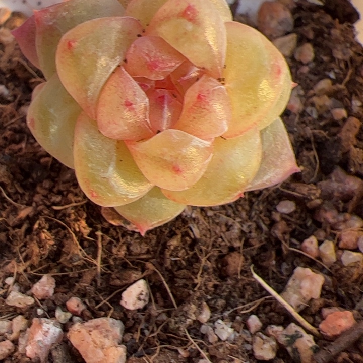 *****花花专拍118 精品糖心，一物一拍，尺寸不大介意勿拍