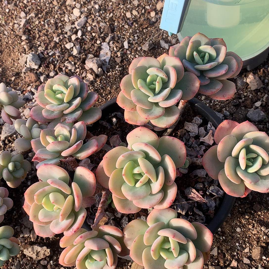 白月光瑕疵不售后