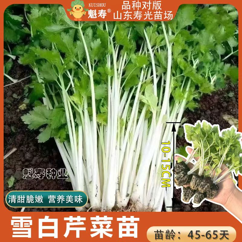 寿光白芹菜苗批发秧苗脆嫩四川白杆白梗芹菜白玉小香芹西芹苗白芹