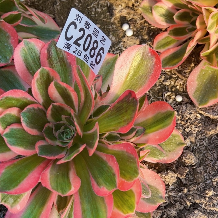 2086女郎多肉植物法师