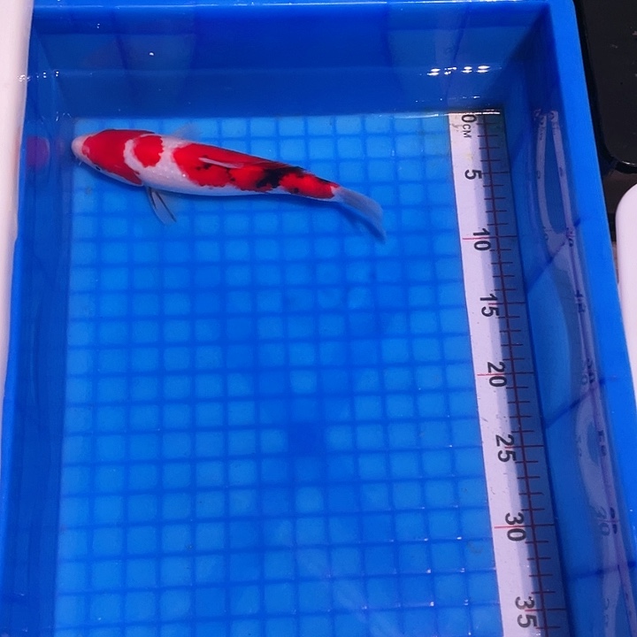 海水鱼锦鲤ooolooqn