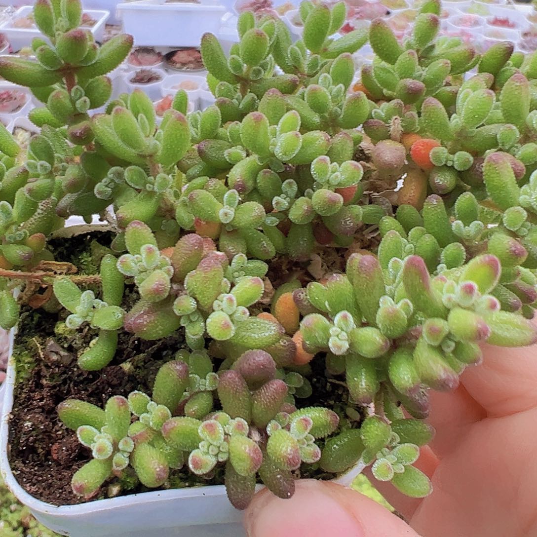 大红宝石19包邮多肉植物