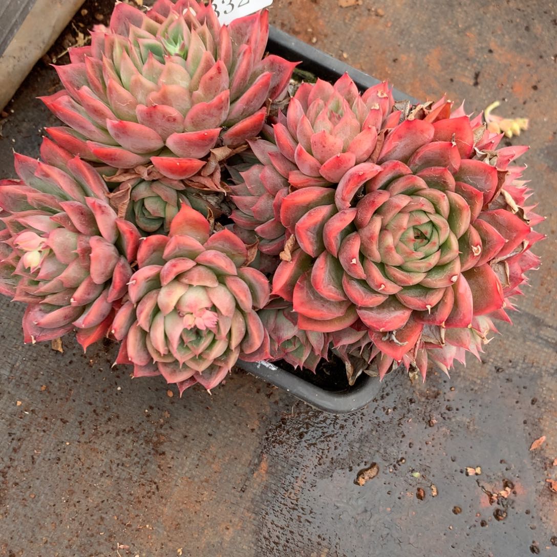 3329不包整散掉头不售后