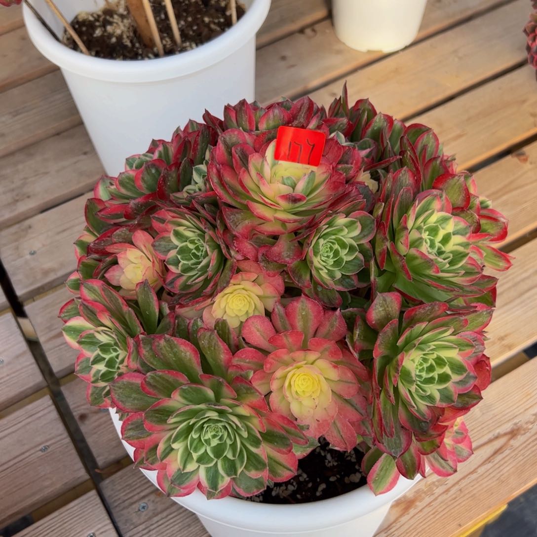 177炖肉植物发货海王