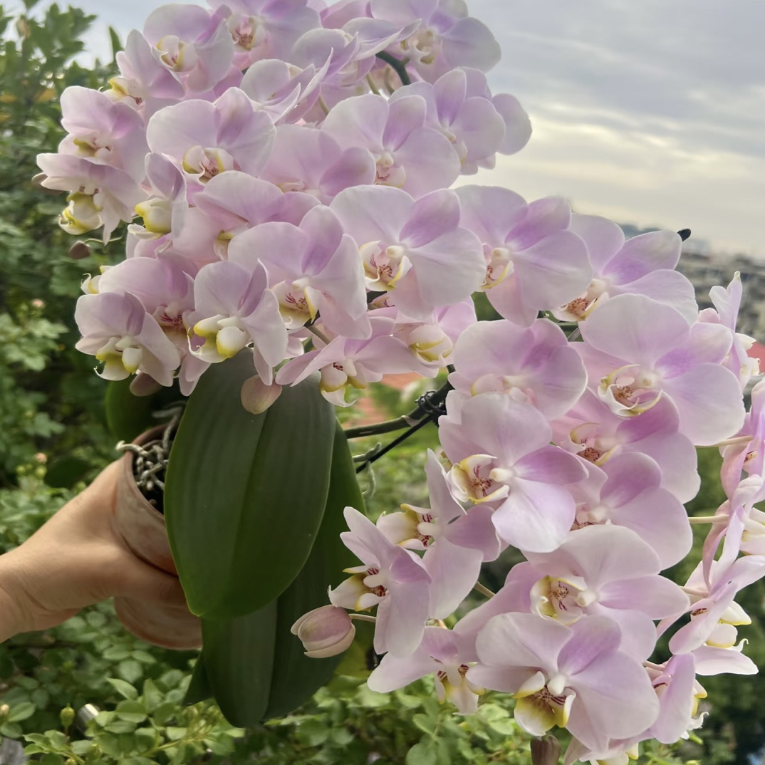 3个花剑起 爆花机器  【天使】蝴蝶兰 3.5加大杯 