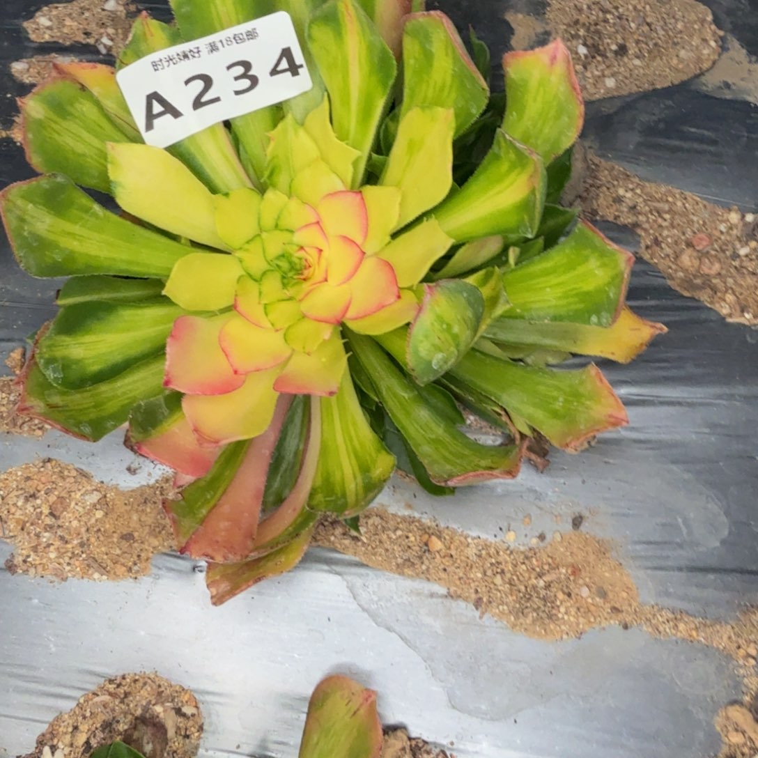 花***村234知否。多肉植物