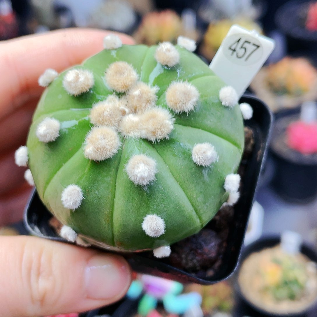 非偏远地区满25发货仙人球