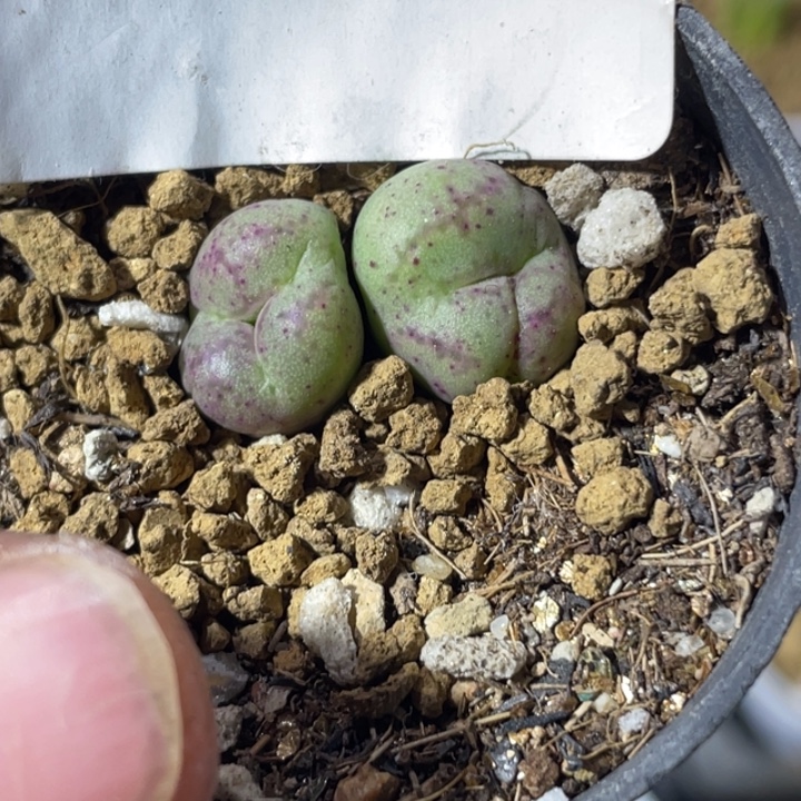 完全开放360猴杂缀化