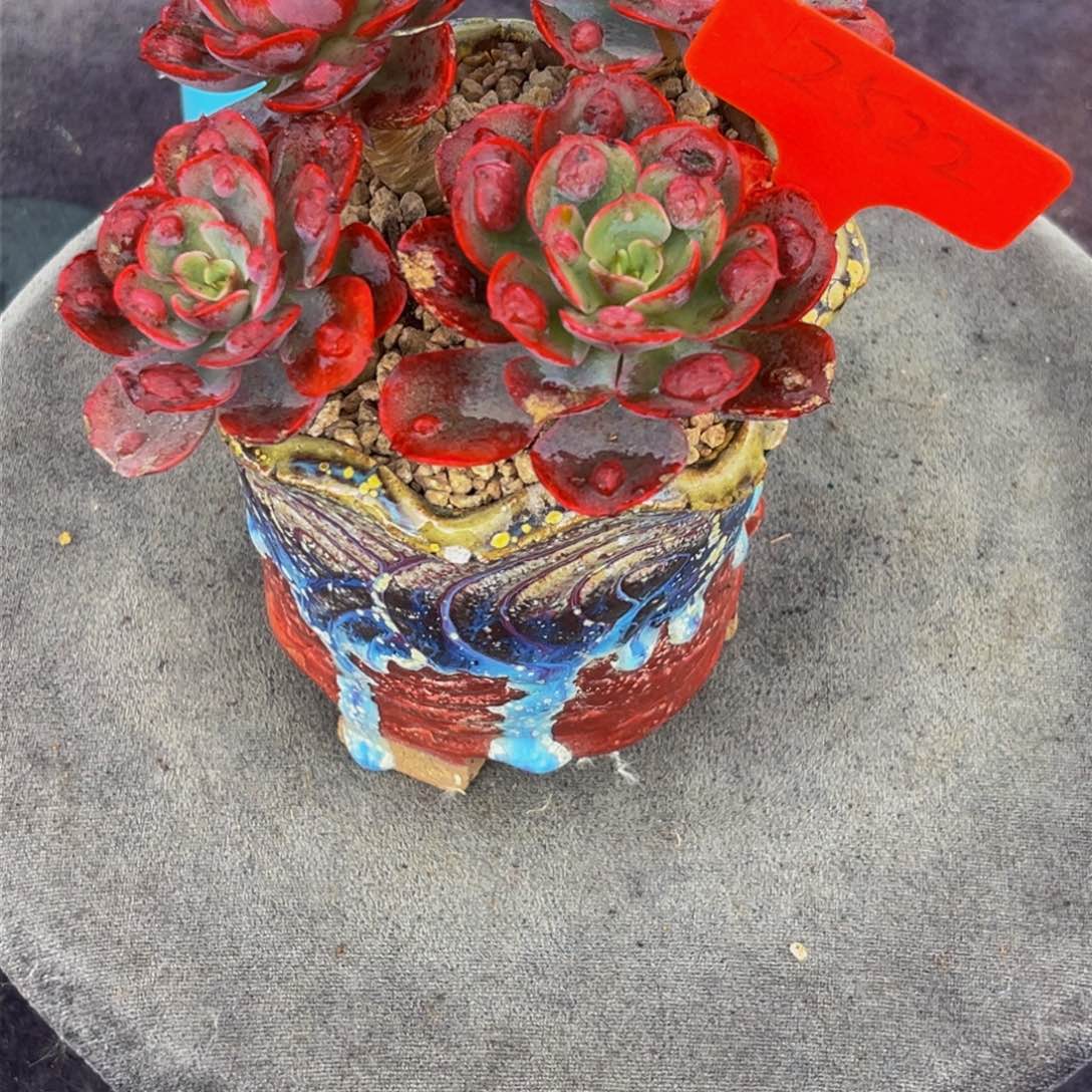 2532下午多肉植物群生